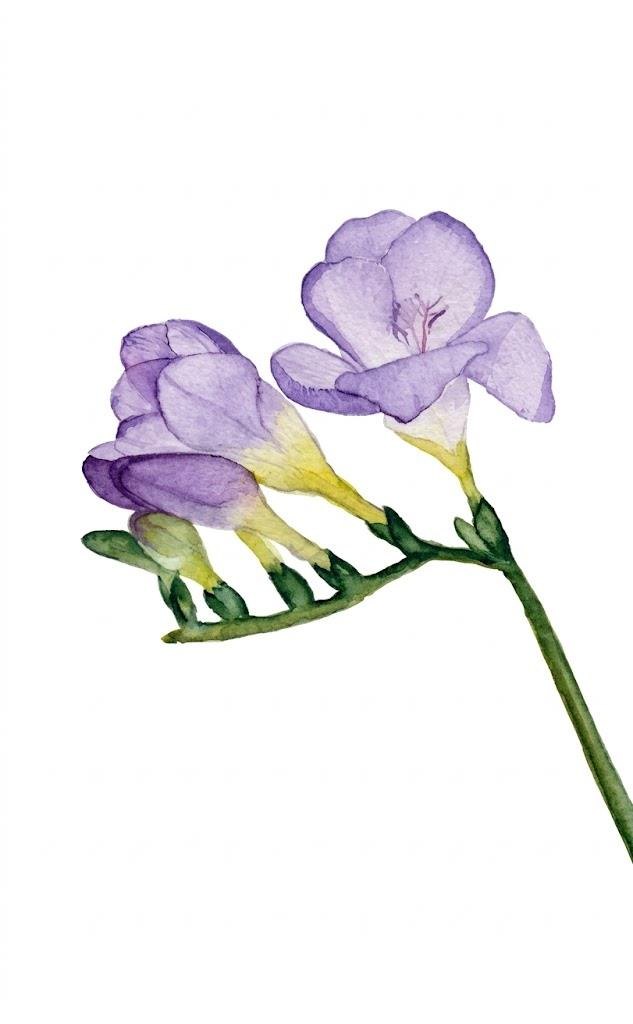 Watercolour of a violet freesia stem